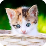 Logo of 7Fon Kittens android Application 